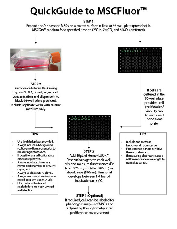 QuickGuide for MSCFluor™ to Measure MSC Viability and Proliferation